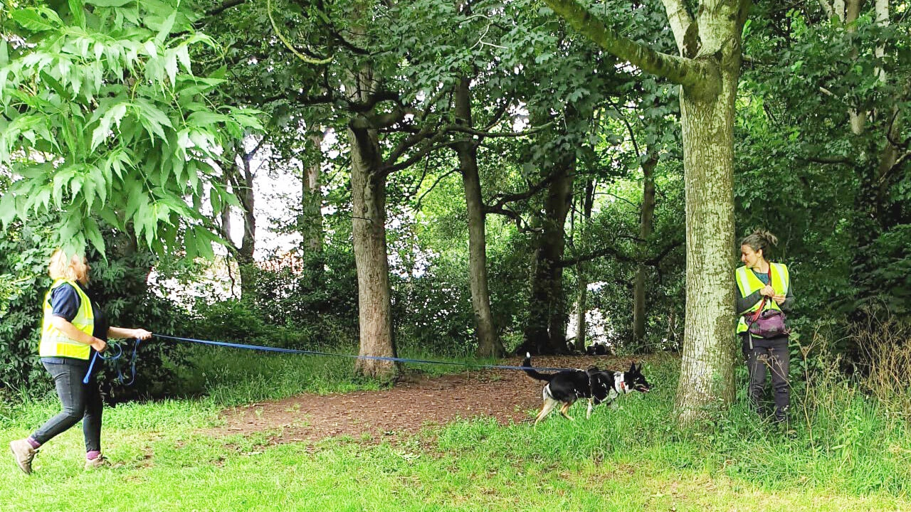 Mantrailing training