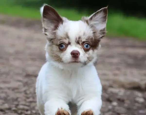 Dog gallery photo