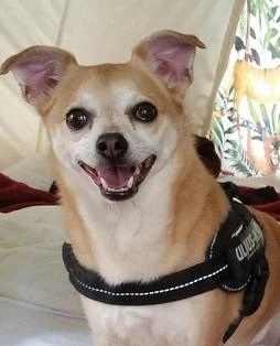 A very cheeky Chihuahua