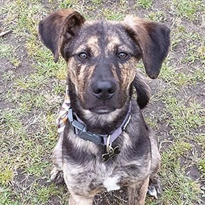 One to one dog training