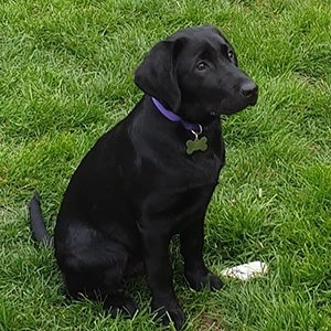Puppy classes