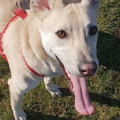 Dog behaviour training