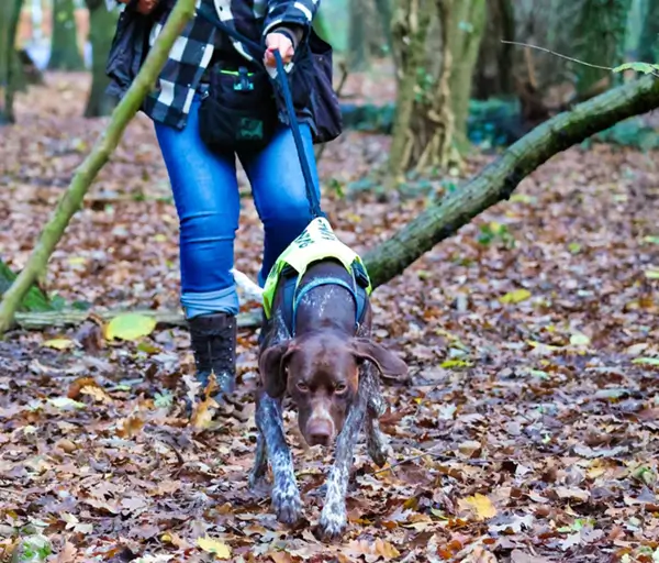 Dog gallery photo