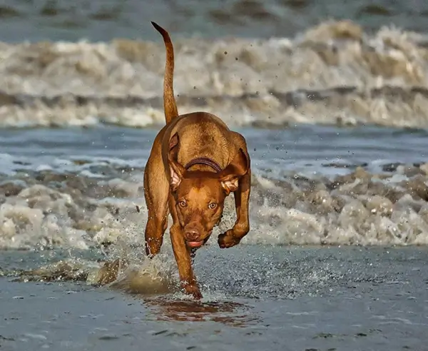 Dog gallery photo