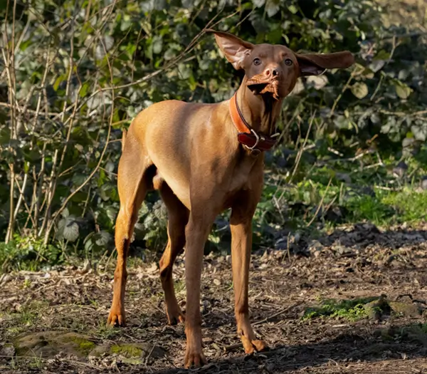 Dog gallery photo