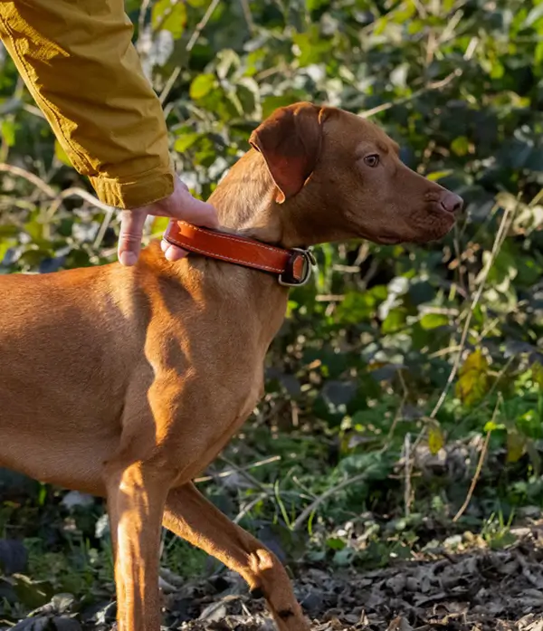 Dog gallery photo