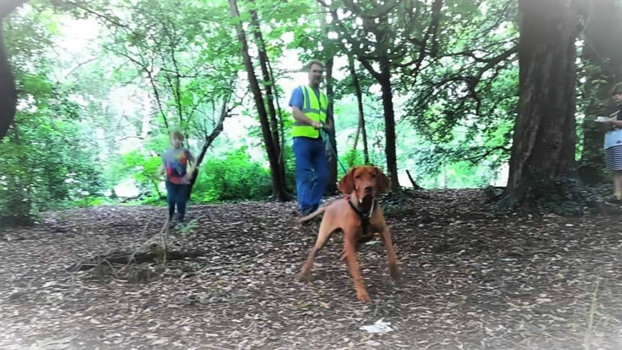 Scentwork training