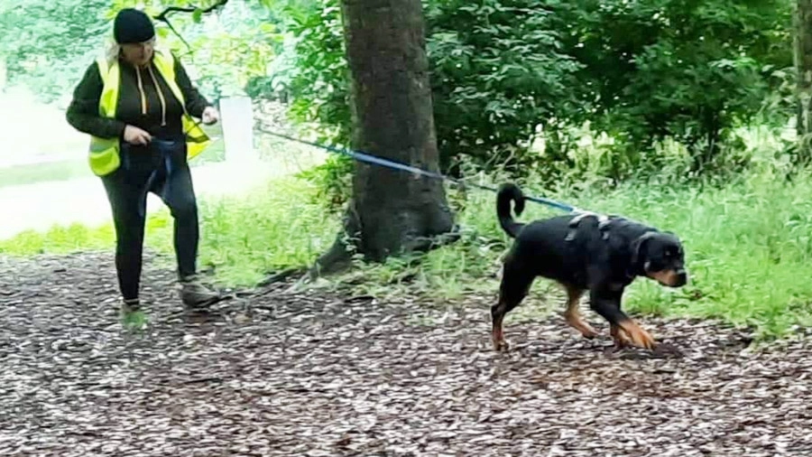 Mantrailing training